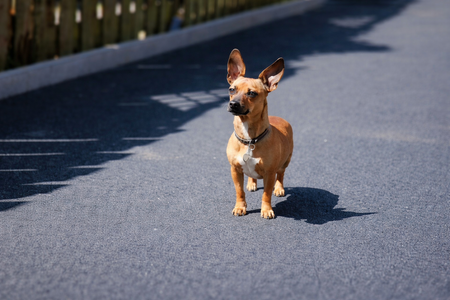 Maak kennis met Billie – Onze kleinste collega bij Kwaliteits Kunstgras