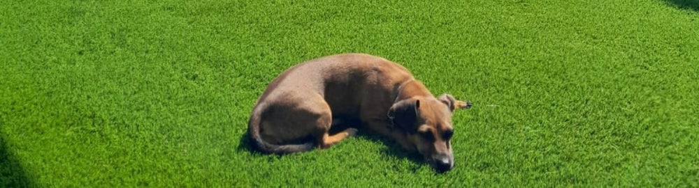 Vindt mijn hond kunstgras wel leuk?