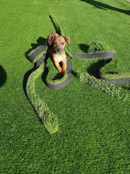 Vindt mijn hond kunstgras wel leuk?